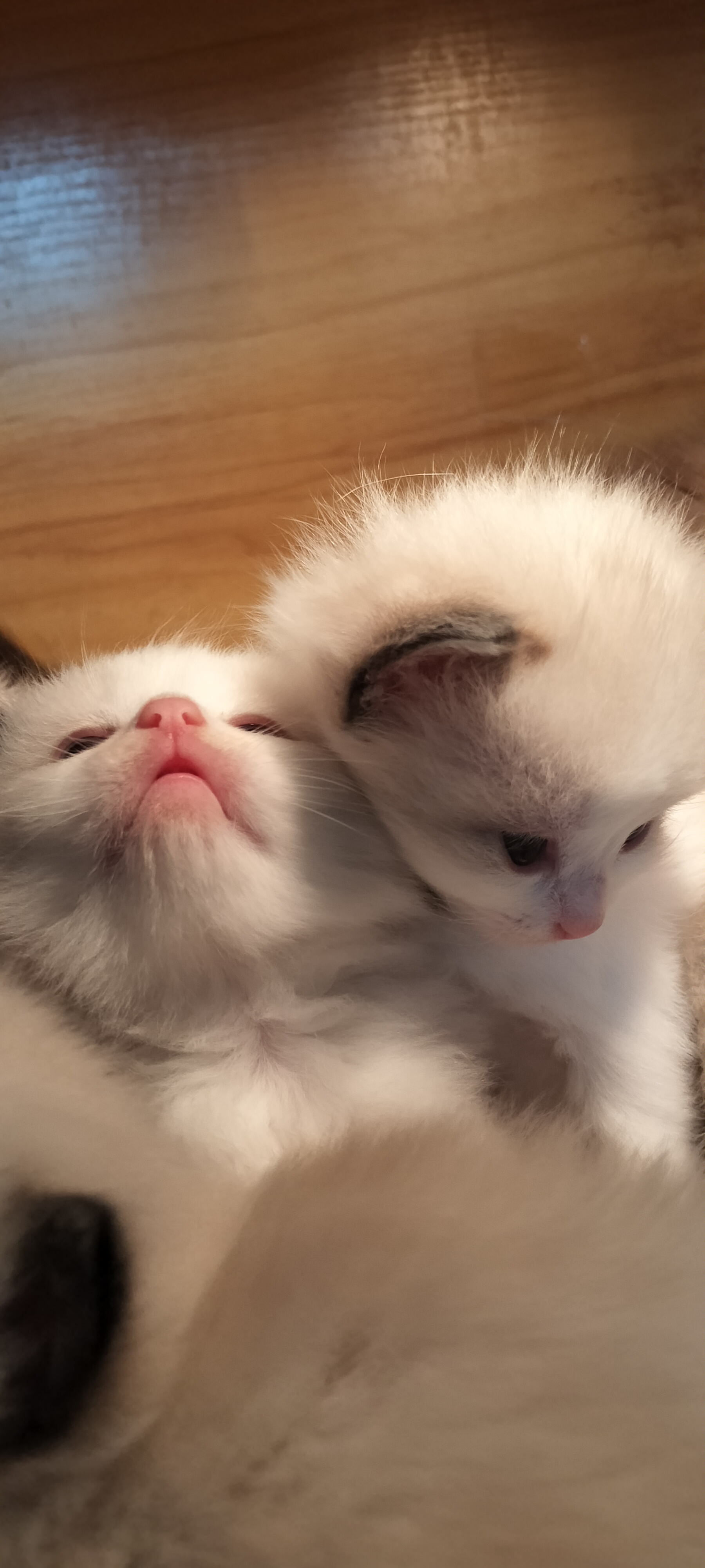 传统布偶猫/新脸布偶猫/繁育级布偶猫